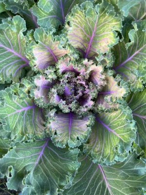 Purple And Green Leafy Plant