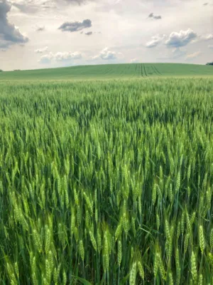 Green Wheat Field