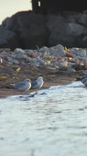 Seagulls By The Water