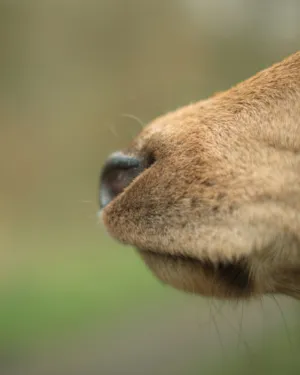 Close-Up Of A Dog'S Nose