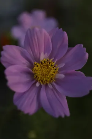 Purple Cosmos Flower