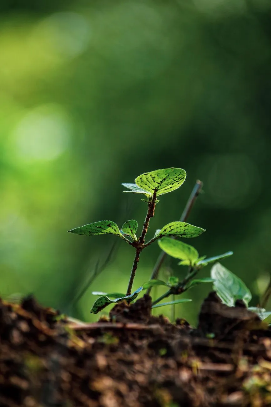 Green Sprout
