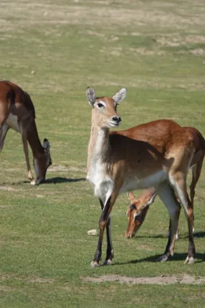 Antelopes In A Field