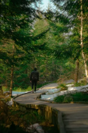 Solitary Walk In The Woods