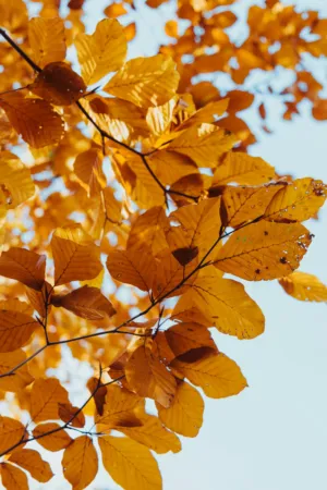 Autumn Leaves