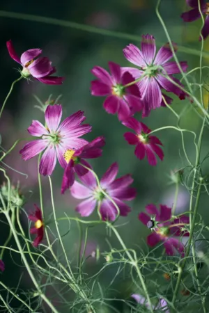 Purple Cosmos Flowers