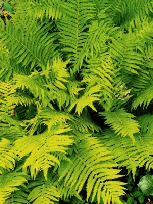 Green Ferns