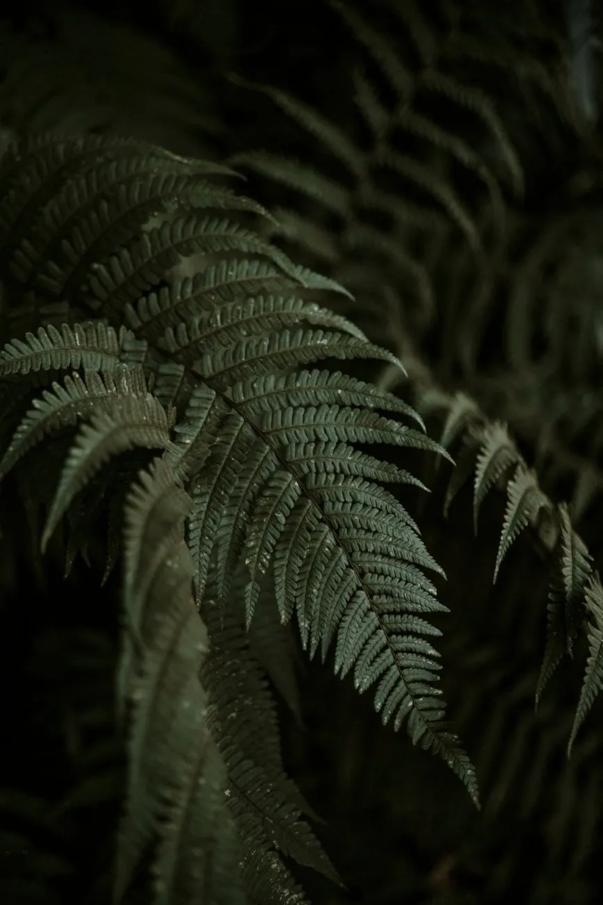 Ferns In The Shadows