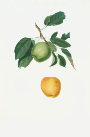 Green Apple And Yellow Fruit