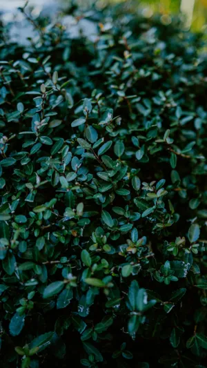 Green Leafy Bush