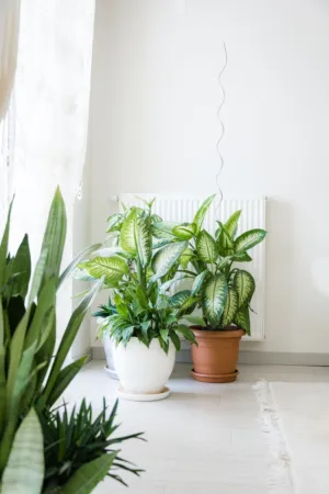 Indoor Plants