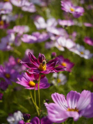 Bee On A Purple Flower