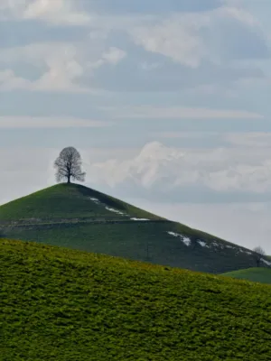 Solitary Tree On A Hill