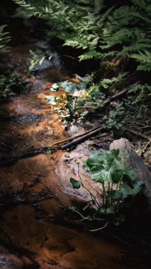 Forest Stream
