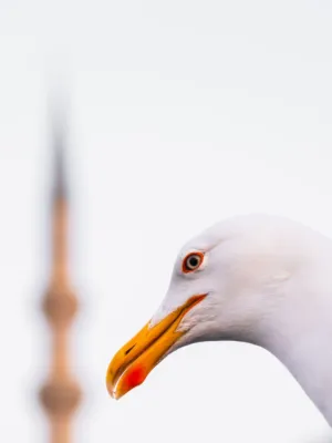 Seagull Portrait