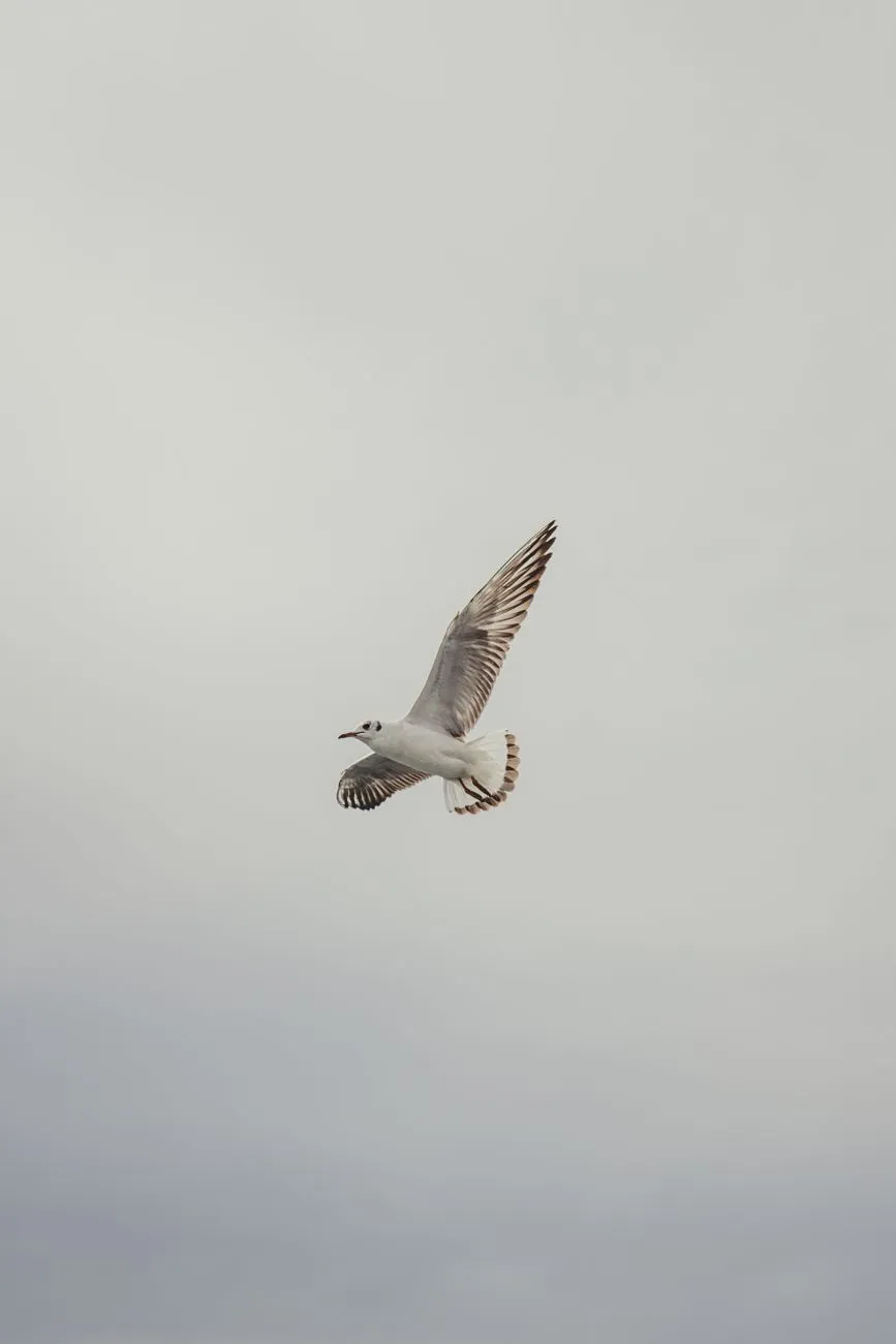 Seagull In Flight