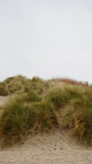Beach Dunes