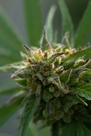 Cannabis Bud Close-Up