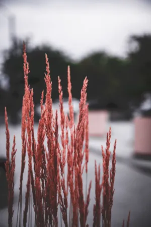 Red Grass Stalks