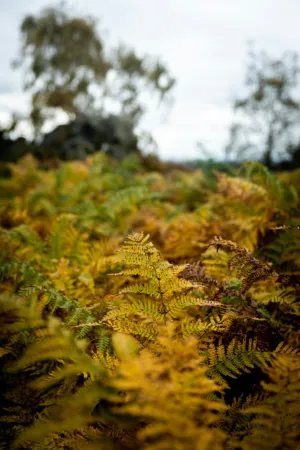 Autumn Ferns