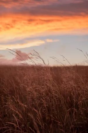 Sunset Over The Field