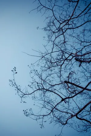Twilight Branches