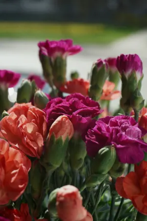 Colorful Carnations