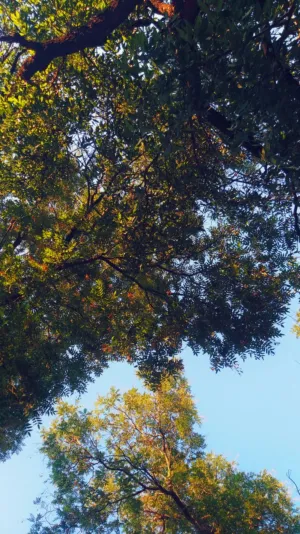 Treetops At Sunset