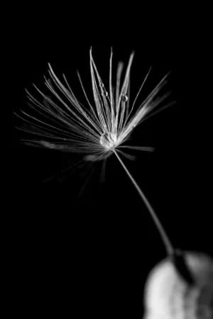 Dandelion Seed Head