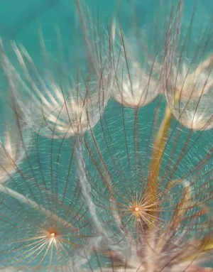 Pollen Seeds