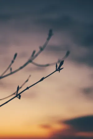 Twigs Silhouetted Against A Sunset