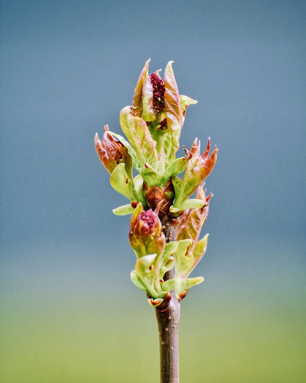 Bud Of A Plant