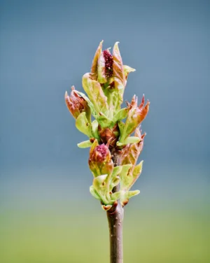 Bud Of A Plant