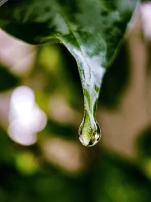 Water Drop On Leaf