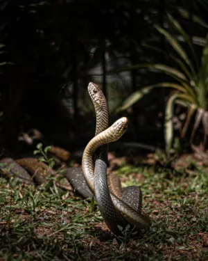 Snake In The Wild