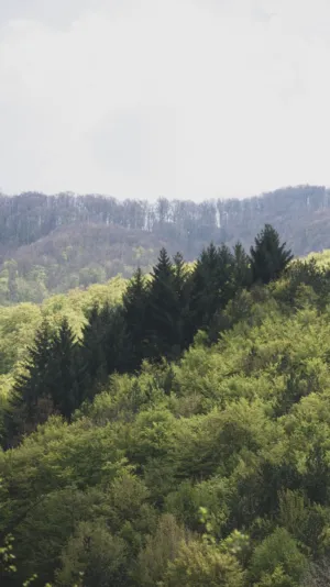Forest Landscape