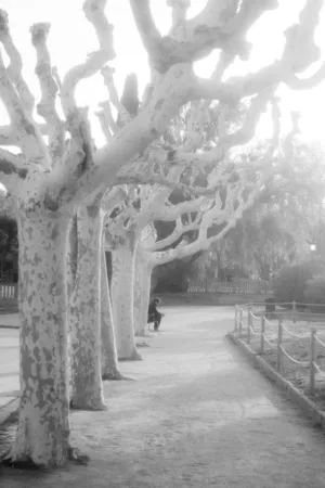 Tree Lined Path