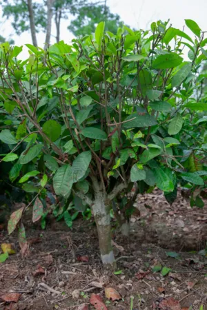 Green Plant
