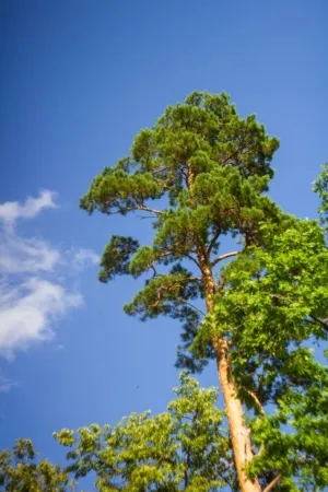 Tall Pine Tree Against Blue Sky