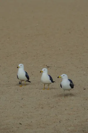 Seagulls On The Beach