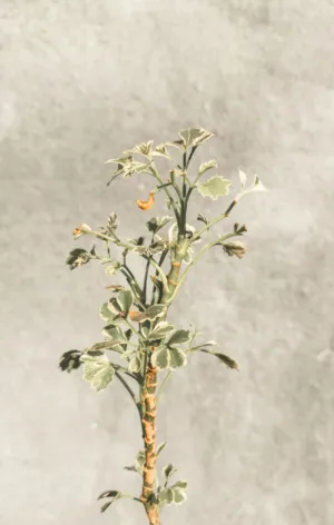 Dying Plant