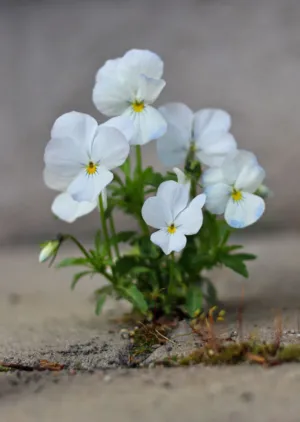 White Pansies
