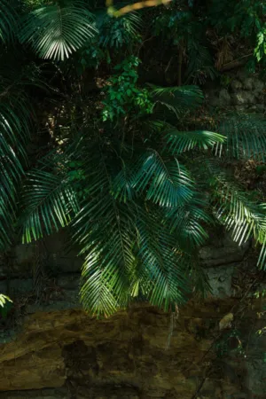 Green Palm Leaves