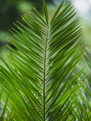 Green Palm Frond