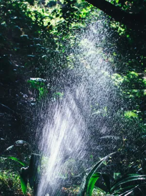 Rain In The Forest