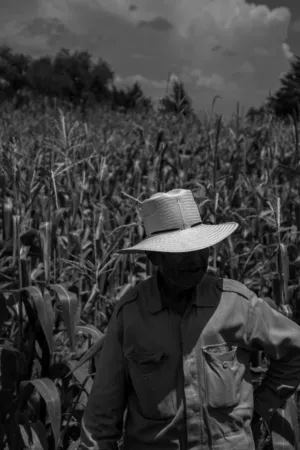 Farmer In Corn Field