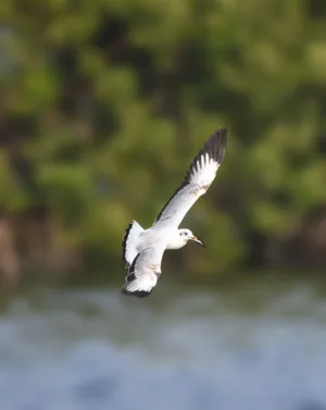 Seagull In Flight