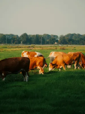 Cows In A Field