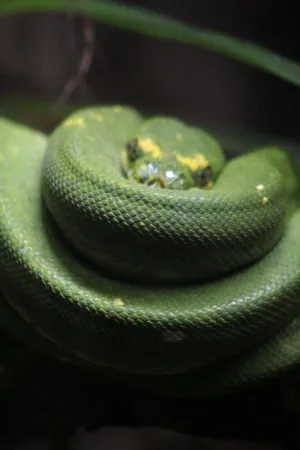 Green Snake