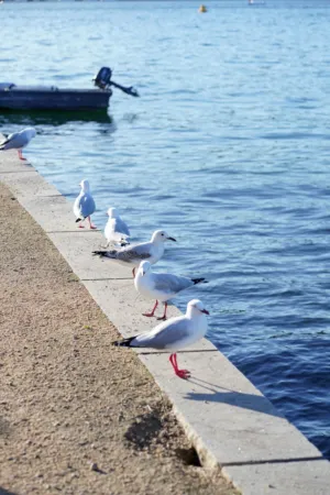 Seagulls By The Water